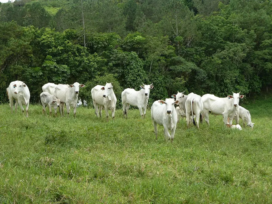 Gado nelore no pasto